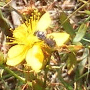 Apiformes (informal group) at Ainslie Volcanics Grassland (AGQ) - 17 Feb 2024 10:39 AM