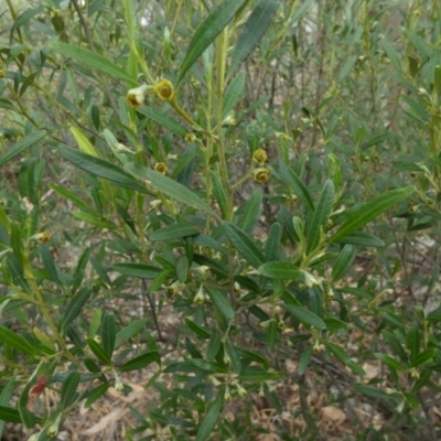 Beyeria viscosa (Pinkwood) at Murga, NSW - 14 Feb 2024 by Paul4K