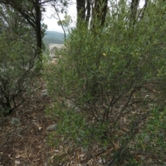 Beyeria viscosa at Murga, NSW - 15 Feb 2024