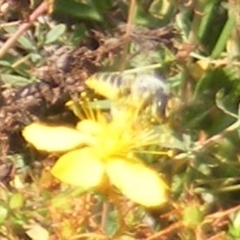 Megachile (Eutricharaea) sp. (genus & subgenus) (Leaf-cutter Bee) at Ainslie Volcanics Grassland (AGQ) - 17 Feb 2024 by MichaelMulvaney