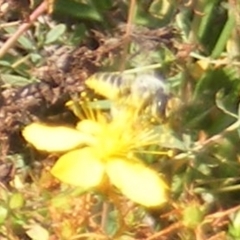 Megachile (Eutricharaea) sp. (genus & subgenus) (Leaf-cutter Bee) at Ainslie volcanic grassland - 16 Feb 2024 by MichaelMulvaney