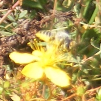 Megachile (Eutricharaea) sp. (genus & subgenus) (Leaf-cutter Bee) at Ainslie volcanic grassland - 16 Feb 2024 by MichaelMulvaney