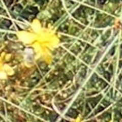 Megachile (Eutricharaea) sp. (genus & subgenus) at Ainslie Volcanics Grassland (AGQ) - 17 Feb 2024