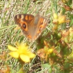 Junonia villida (Meadow Argus) at Ainslie, ACT - 16 Feb 2024 by MichaelMulvaney