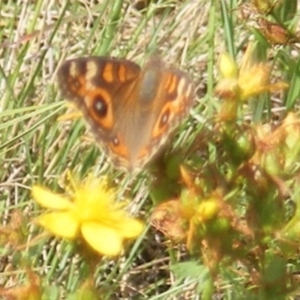 Junonia villida at Ainslie Volcanics Grassland (AGQ) - 17 Feb 2024 10:50 AM