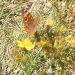 Junonia villida at Ainslie Volcanics Grassland (AGQ) - 17 Feb 2024 10:50 AM