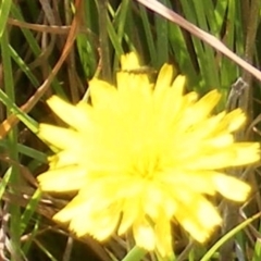 Dasytinae (subfamily) (Soft-winged flower beetle) at Ainslie volcanic grassland - 16 Feb 2024 by MichaelMulvaney