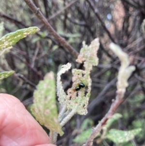 Nisotra sp. (genus) at Flynn, ACT - 16 Feb 2024