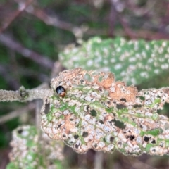 Nisotra sp. (genus) at Flynn, ACT - 16 Feb 2024