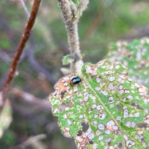 Nisotra sp. (genus) at Flynn, ACT - 16 Feb 2024