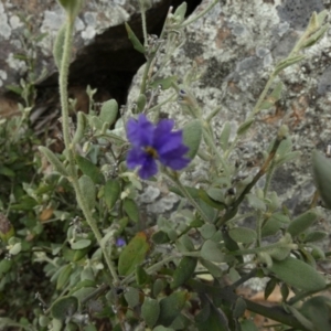 Dampiera lanceolata at Murga, NSW - 15 Feb 2024