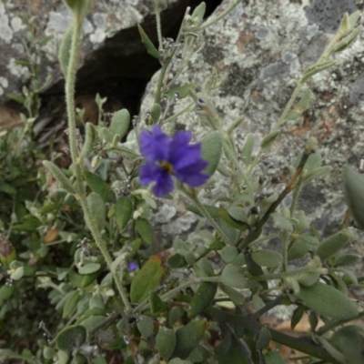 Dampiera lanceolata (Lance-leaf Dampiera) at Murga, NSW - 15 Feb 2024 by Paul4K