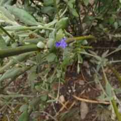 Dampiera lanceolata at Murga, NSW - 15 Feb 2024