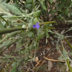 Dampiera lanceolata at Murga, NSW - 15 Feb 2024 10:17 AM