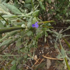 Dampiera lanceolata at Murga, NSW - 15 Feb 2024 10:17 AM