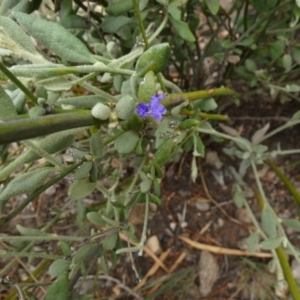 Dampiera lanceolata at Murga, NSW - 15 Feb 2024