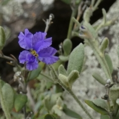 Dampiera lanceolata at Murga, NSW - 15 Feb 2024