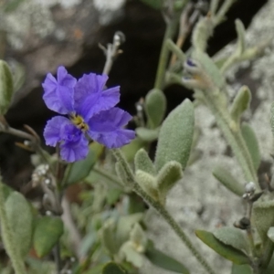 Dampiera lanceolata at Murga, NSW - 15 Feb 2024