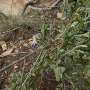 Dampiera lanceolata at Murga, NSW - 15 Feb 2024