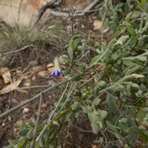 Dampiera lanceolata at Murga, NSW - 15 Feb 2024 10:17 AM