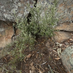 Dampiera lanceolata at Murga, NSW - 15 Feb 2024