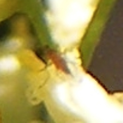 Lauxaniidae (family) (Unidentified lauxaniid fly) at Ainslie, ACT - 16 Feb 2024 by MichaelMulvaney