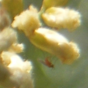 Lauxaniidae (family) at Ainslie Volcanics Grassland (AGQ) - 17 Feb 2024