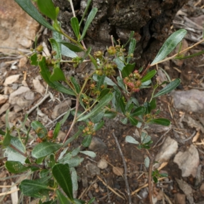 Dodonaea viscosa (Hop Bush) at Murga, NSW - 14 Feb 2024 by Paul4K