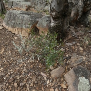 Dodonaea viscosa at Murga, NSW - 15 Feb 2024