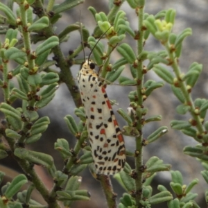 Utetheisa (genus) at Murga, NSW - 15 Feb 2024 10:19 AM