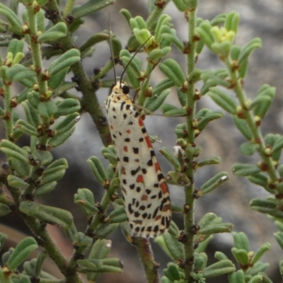 Utetheisa (genus) at Murga, NSW - 14 Feb 2024 by Paul4K