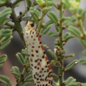 Utetheisa (genus) at Murga, NSW - 15 Feb 2024 10:19 AM