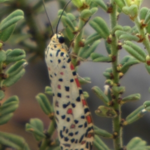 Utetheisa (genus) at Murga, NSW - 15 Feb 2024 10:19 AM