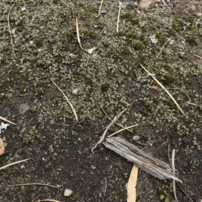 Riccia sp. at Canowindra, NSW - 14 Feb 2024 by Paul4K