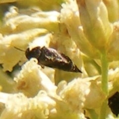 Mordella limbata (A pintail beetle) at Ainslie volcanic grassland - 16 Feb 2024 by MichaelMulvaney