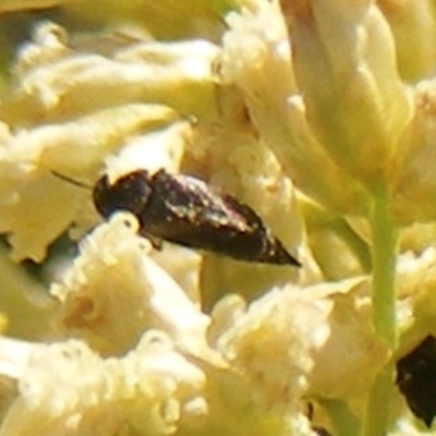 Mordella limbata (A pintail beetle) at Ainslie volcanic grassland - 16 Feb 2024 by MichaelMulvaney