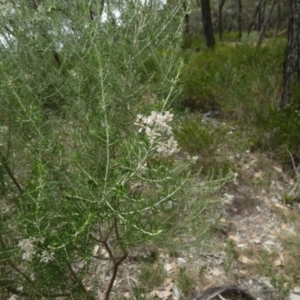 Cassinia laevis at suppressed - 15 Feb 2024