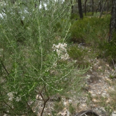 Cassinia laevis (Cough Bush) at Nangar National Park - 15 Feb 2024 by Paul4K