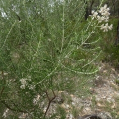 Cassinia laevis at suppressed - 15 Feb 2024