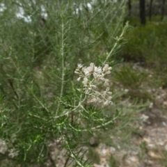 Cassinia laevis at suppressed - 15 Feb 2024