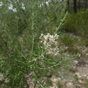 Cassinia laevis at suppressed - 15 Feb 2024