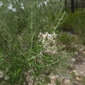 Cassinia laevis at suppressed - suppressed