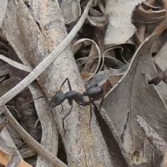 Unidentified Ant (Hymenoptera, Formicidae) at Canowindra, NSW - 14 Feb 2024 by Paul4K