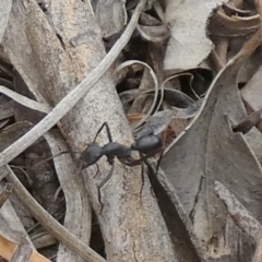 Unidentified Ant (Hymenoptera, Formicidae) at Nangar National Park - 14 Feb 2024 by Paul4K