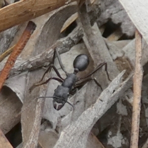 Rhytidoponera sp. (genus) at Nangar National Park - 15 Feb 2024 10:29 AM