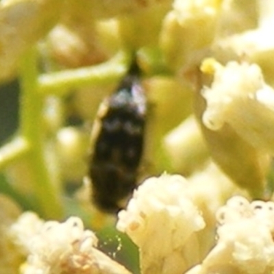 Mordella sydneyana (Pintail Beetle) at Ainslie volcanic grassland - 16 Feb 2024 by MichaelMulvaney