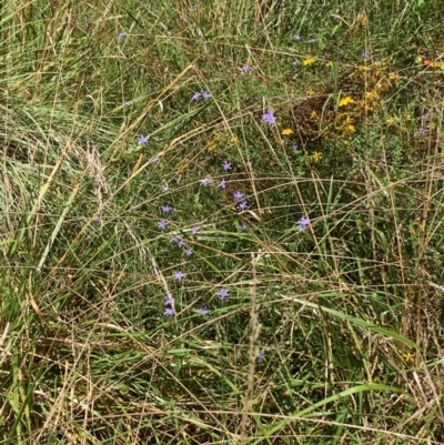 Wahlenbergia sp. (Bluebell) at Tuggeranong Pines - 17 Feb 2024 by MattS