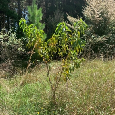 Prunus persica (Peach, Nectarine) at Tuggeranong Pines - 17 Feb 2024 by MattS