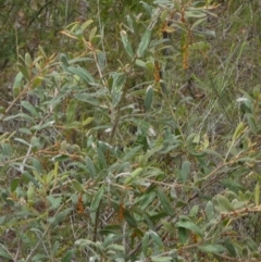 Grevillea floribunda at Nangar National Park - 14 Feb 2024 by Paul4K