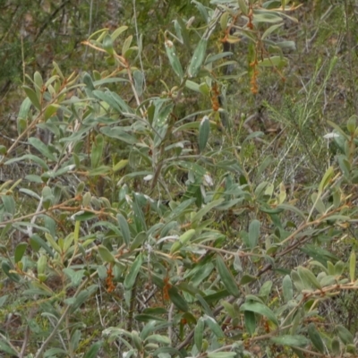 Grevillea floribunda at Canowindra, NSW - 14 Feb 2024 by Paul4K